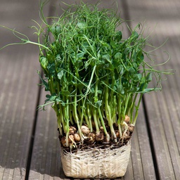 Шош Том Савтай